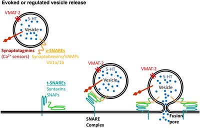 Somato-Dendritic Regulation of Raphe Serotonin Neurons; A Key to Antidepressant Action